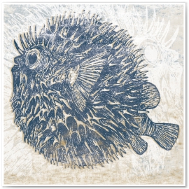 Blowfish in Blues. 
©2013 Jason Haza