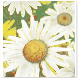 Daisies. Field Flower Series 
© 2013 Jason Haza