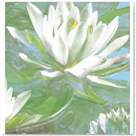 Waterlillies. Field Flower Series 
© 2013 Jason Haza