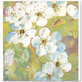 Hawthorne. Field Flower Series 
© 2013 Jason Haza